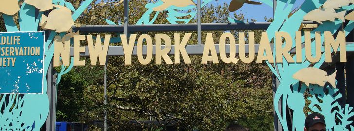 New York Aquarium Free Admission Wednesday Brooklyn NY GoHiLo New York Aquarium Free Admission Wednesday Brooklyn NY GoHiLo